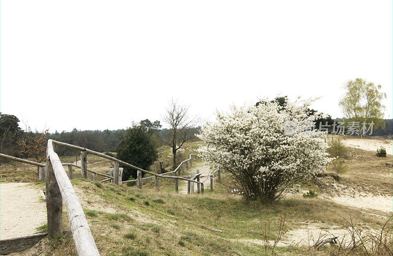 《Blossom》中的Juneberry (Amelanchier lamarckii)